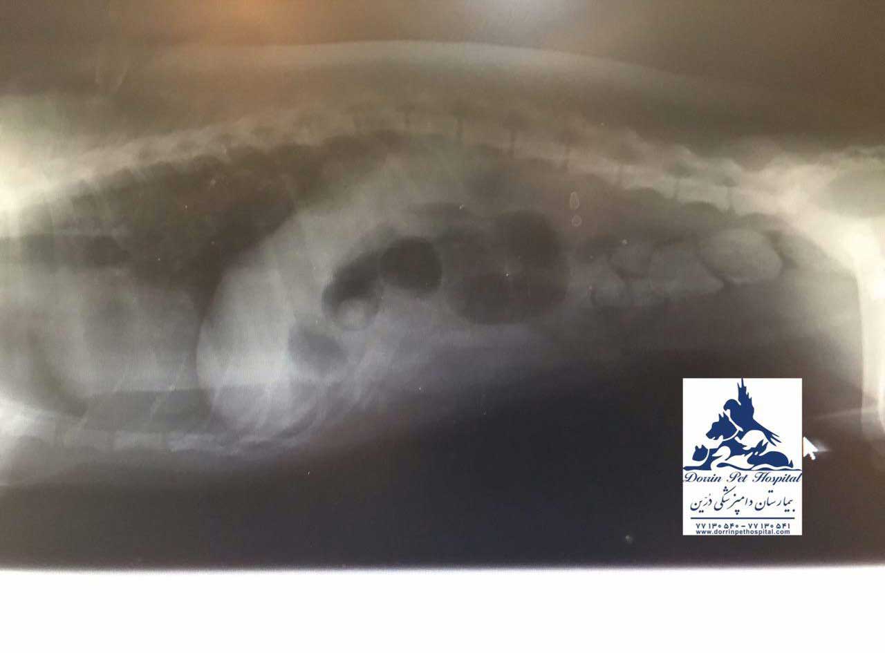 درمان یبوست شدید سگ در دامپزشکی درین