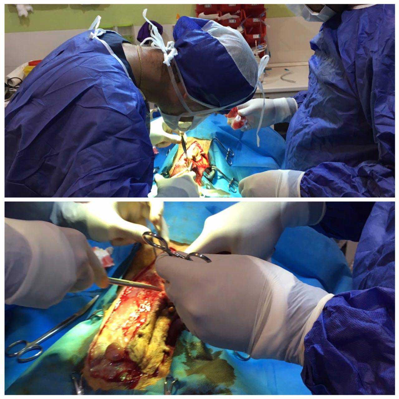 عمل جراحی ماستکتومی در دامپزشکی