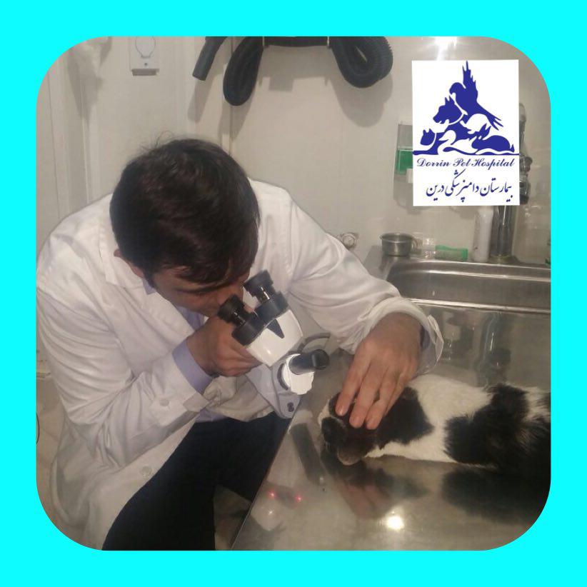 درمان زخم قرنیه چشم حیوان در دامپزشکی