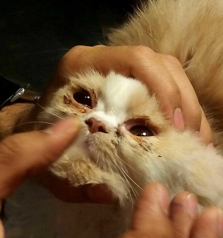 درمان فک گربه در دامپزشکی شبانه روزی