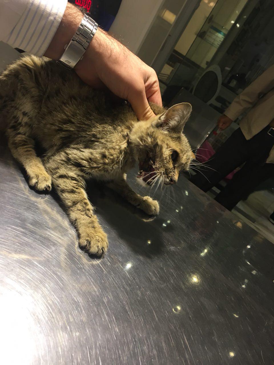 رسیدگی به گربه حمایتی در بیمارستان دامپزشکی