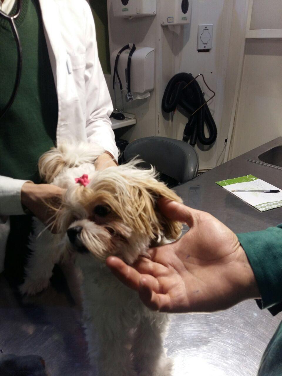 درمان مدفوع خواری سگ در دامپزشکی
