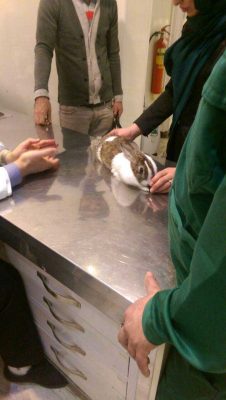 درمان آب مروارید خرگوش در دامپزشکی شبانه روزی