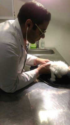 درمان اسهال گربه در دامپزشکی شبانه روزی