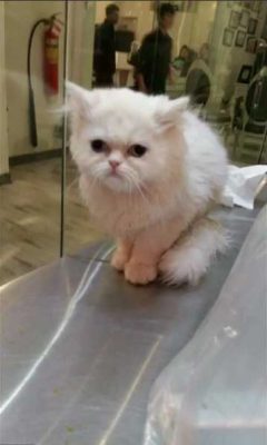 درمان مشکلات ریوی گربه ها در دامپزشکی شبانه روزی