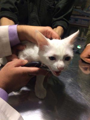 درمان مشکلات تنفسی گربه در دامپزشکی
