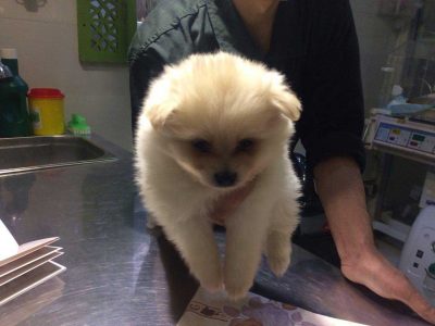 چکاپ سگ تازه خریداری شده در دامپزشکی شبانه روزی
