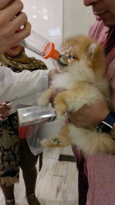 چکاپ روند درمان آلرژی سگ در بیمارستان دامپزشکی