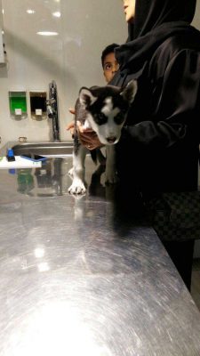 درمان اسهال و استفراغ سگ در دامپزشکی