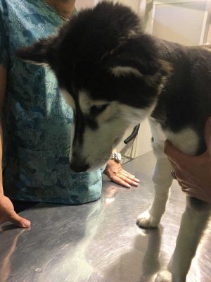 درمان دیستمپر سگ در دامپزشکی شبانه روزی