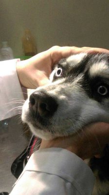 درمان چرک چشم سگ در دامپزشکی شبانه روزی