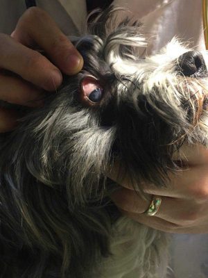 درمان چشم و بزرگ شدگی پروستات سگ در دامپزشکی