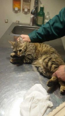 درمان زخم های ایجاد شده در پای گربه در دامپزشکی