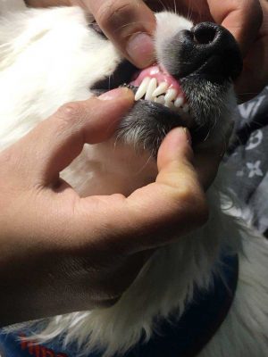 درمان دندان سگ در بیمارستان دامپزشکی