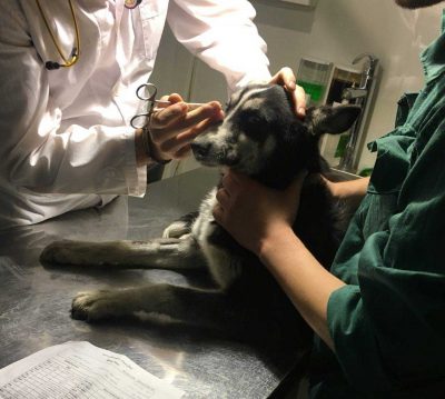 درمان آسیب مغزی سگ در بیمارستان دامپزشکی