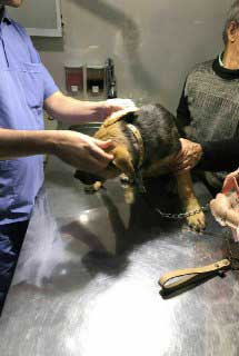 درمان انگل سگ در دامپزشکی شبانه روزی