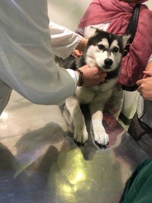 درمان استفراغ سگ هاسکی در بیمارستان دامپزشکی