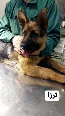 معالجه اسهال خونی سگ در کلینیک دامپزشکی