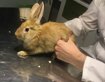 مراجعه خرگوش به کلینیک دامپزشکی برای چکاپ
