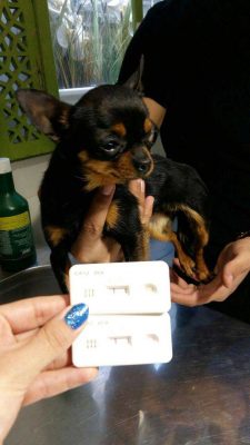 چکاپ کامل سگ در دامپزشکی درین برای خرید