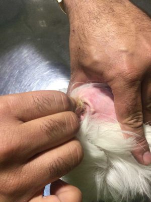 درمان عفونت گوش سگ در دامپزشکی شبانه روزی