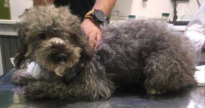درمان ریزش مو سگ در کلینیک دامپزشکی شبانه روزی