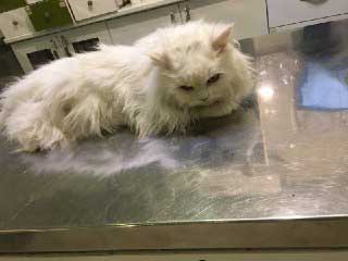 دامپزشکی درین - بیماری اف آی سی گربه