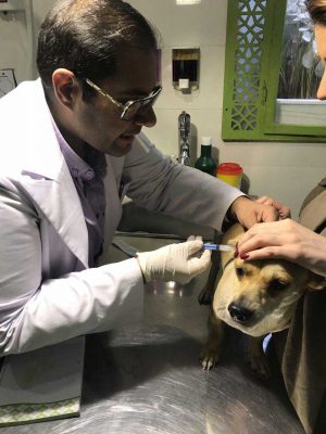 معالجه سگ برای درمان ریزش مو در دامپزشکی