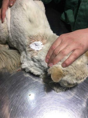 درمان زخم و چکاپ کلی زخم گربه در بیمارستان دامپزشکی