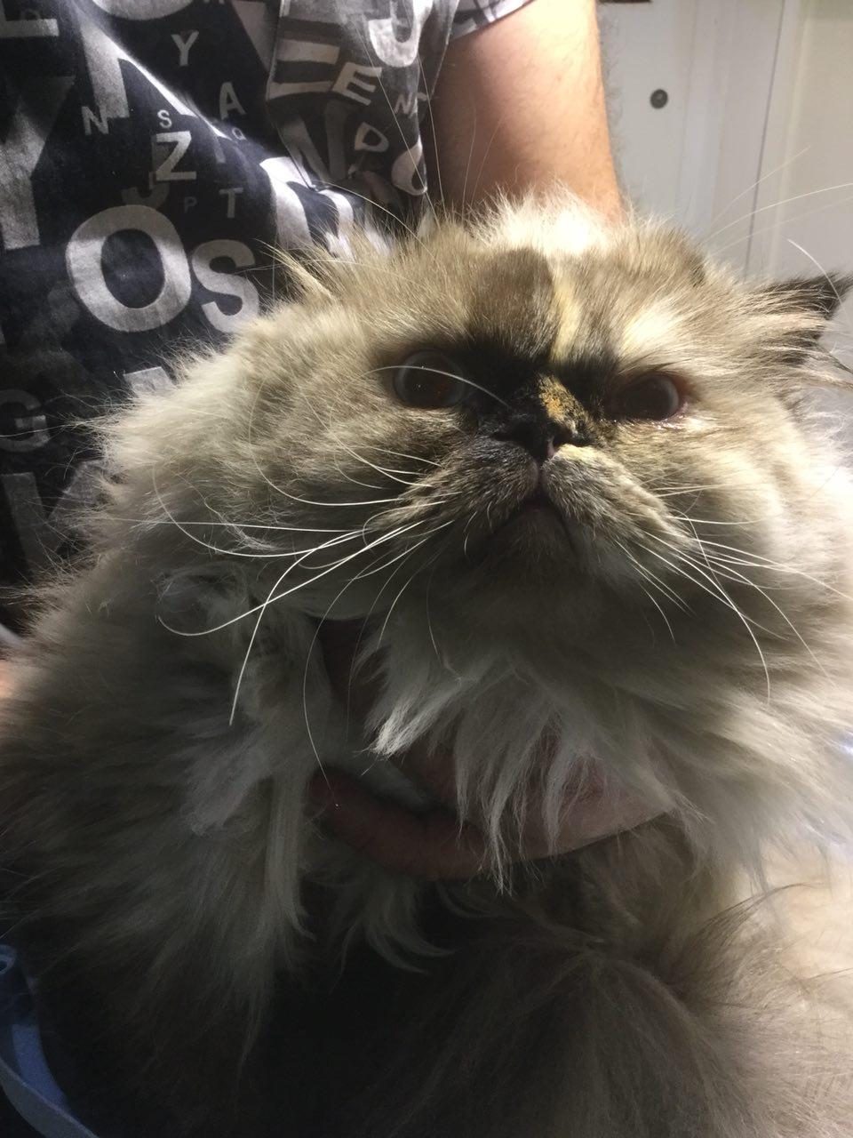 درمان برونشیت گربه در دامپزشکی درین