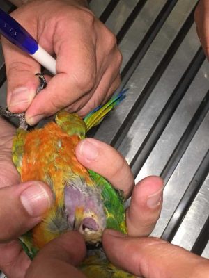 درمان نکروز پرندگان در بیمارستان دامپزشکی