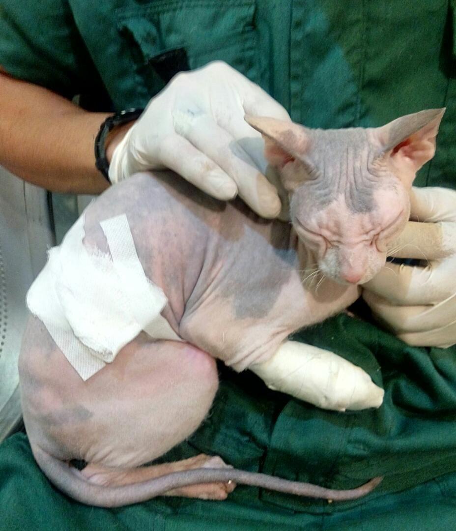 درمان زخم گربه در دامپزشکی درین
