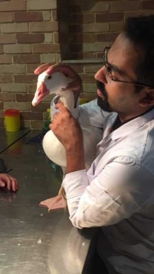 درمان اسهال و استفراغ پرندگان در دامپزشکی درین