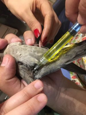 درمان بی حالی و بی اشتهایی پرندگان در دامپزشکی درین