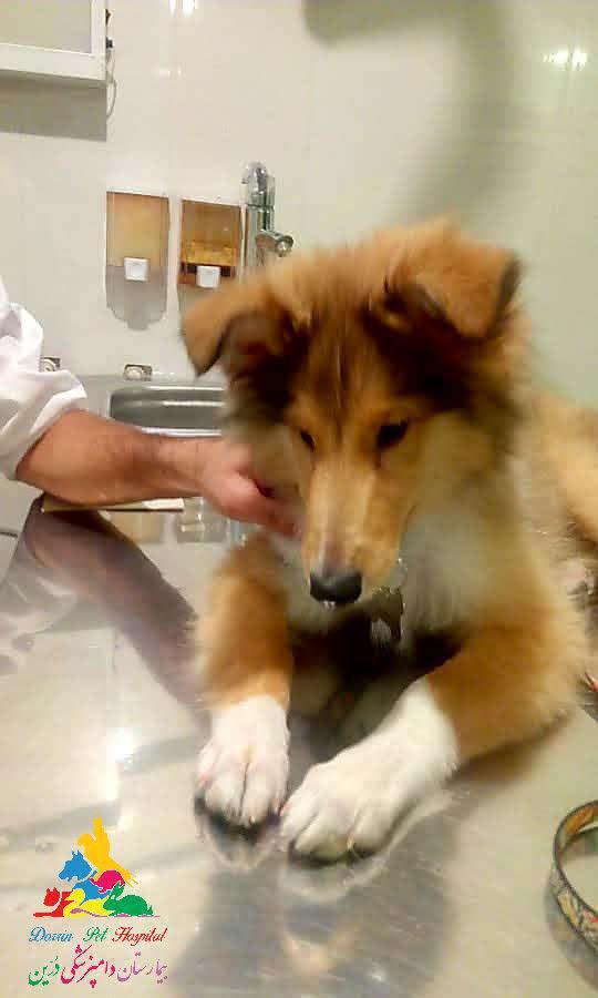 چکاپ سگ در کلینیک دامپزشکی درین