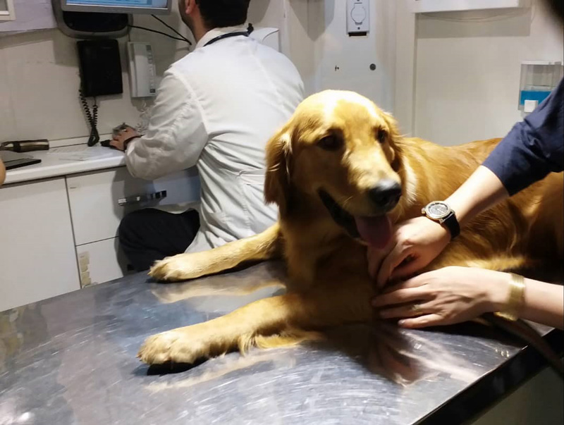 درمان زخم دست سگ در دامپزشکی درین
