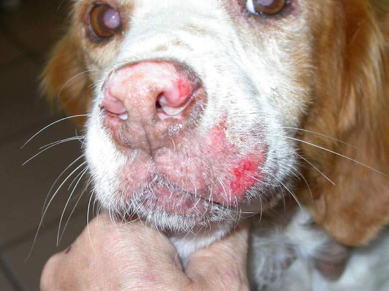 درمان بیماری انگلی در سگ ها در دامپزشکی درین