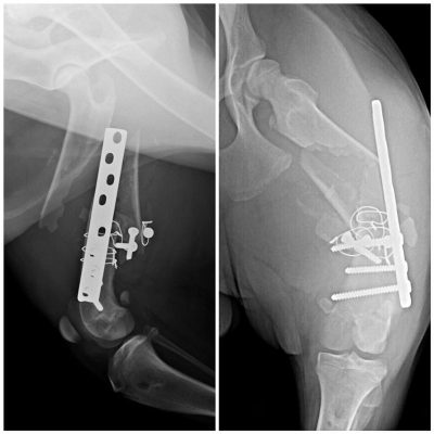 جراحی پیوند استخوان از حیوان تلف شده برای اولین بار در دنیا