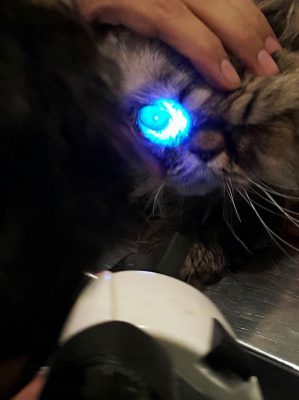 تشخیص بیماری چشم گربه در دامپزشکی درین