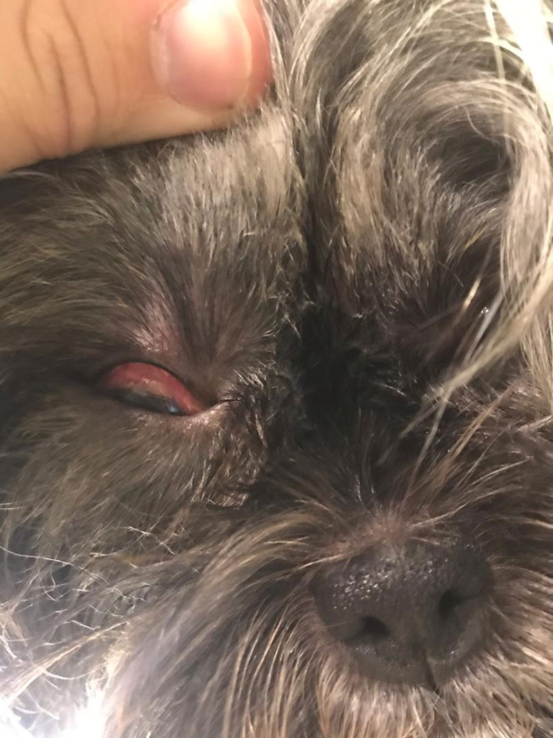 درمان خشکی چشم و زخم قرنیه سگ در دامپزشکی درین