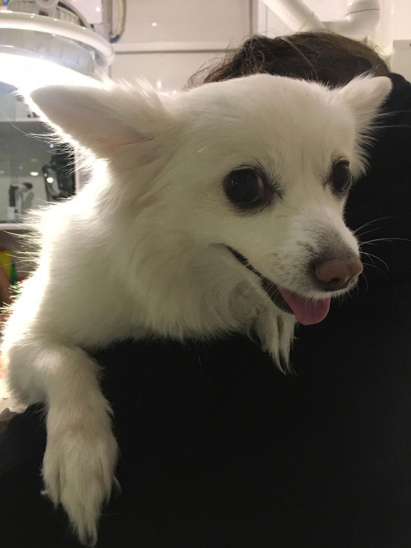 درمان دررفتگی کشکک زانو سگ در دامپزشکی درین