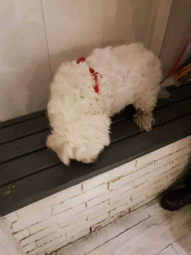 درمان سوختگی سگ در بیمارستان دامپزشکی درین