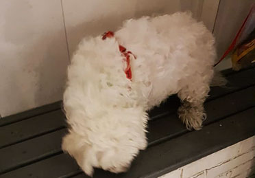 درمان سوختگی سگ در بیمارستان دامپزشکی درین