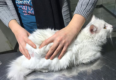 درمان عارضه قارچ در گربه بیمارستان دامپزشکی درین