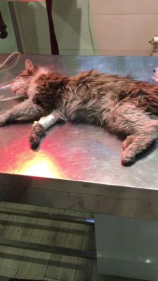 درمان پن لوکوپنی گربه در بیمارستان دامپزشکی درین
