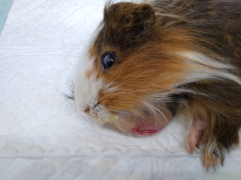 dorrinpethospitaltreatmentofguineapigabscessindorrinpetveterinaryhospital04