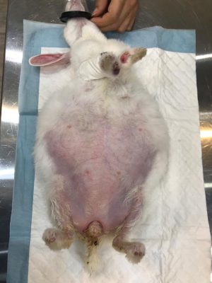 جراحی التهاب رحم و تومور شدید تخمدان خرگوش