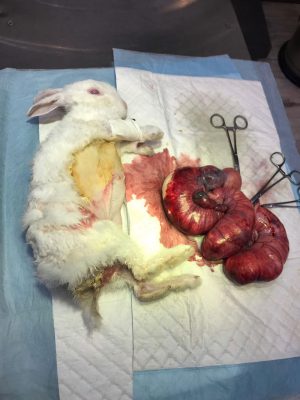 جراحی التهاب رحم و تومور شدید تخمدان خرگوش