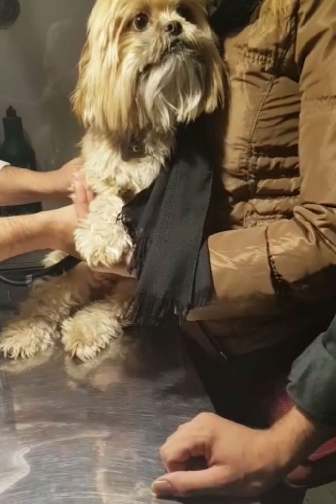 dorrinpethospitaldogstomachulceranditstreatment01 بیمارستان