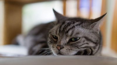 بیماری هرپس در گربه چیست؟